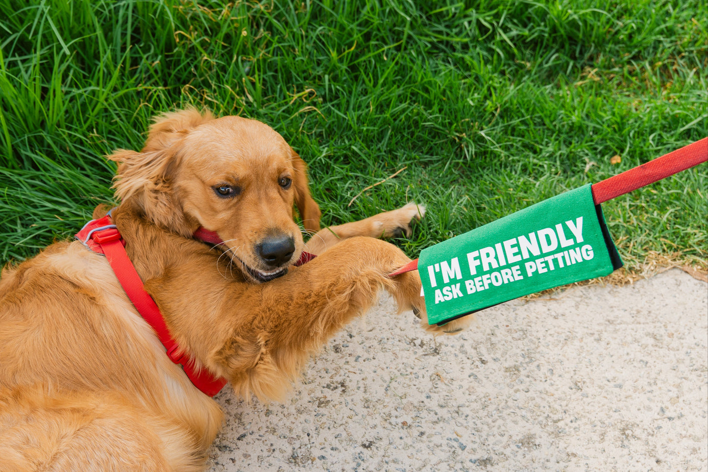 I’m Friendly Leash Wrap/Leash Sleeve
