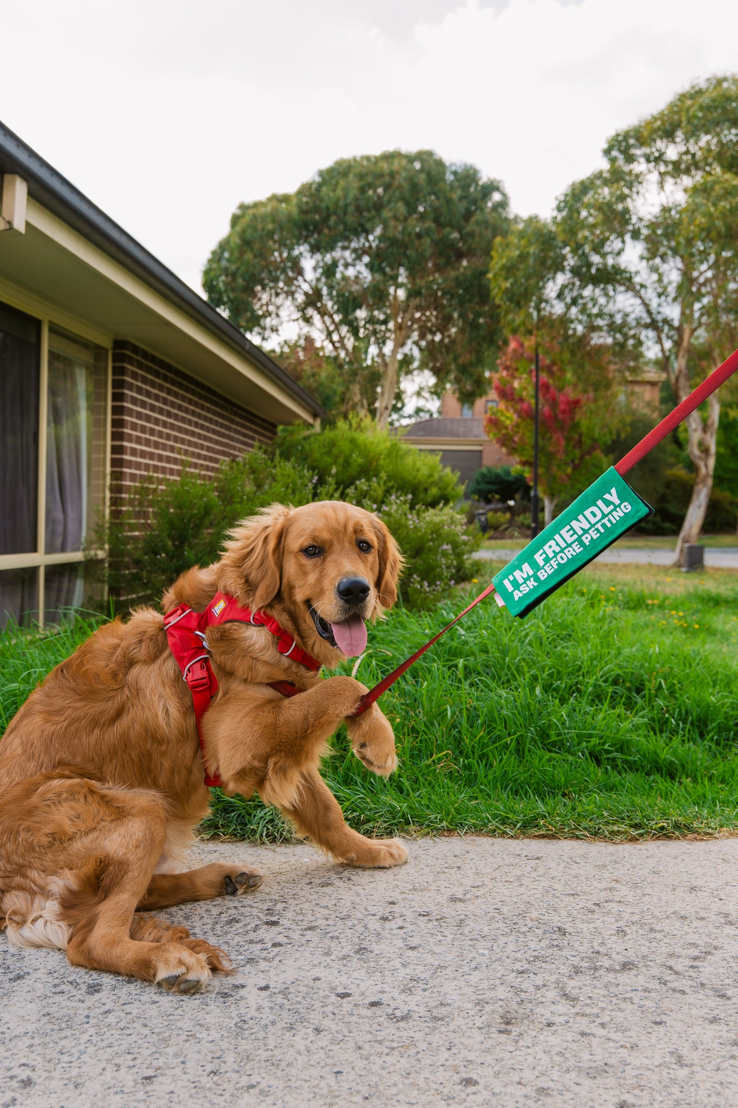 I’m Friendly Leash Wrap/Leash Sleeve