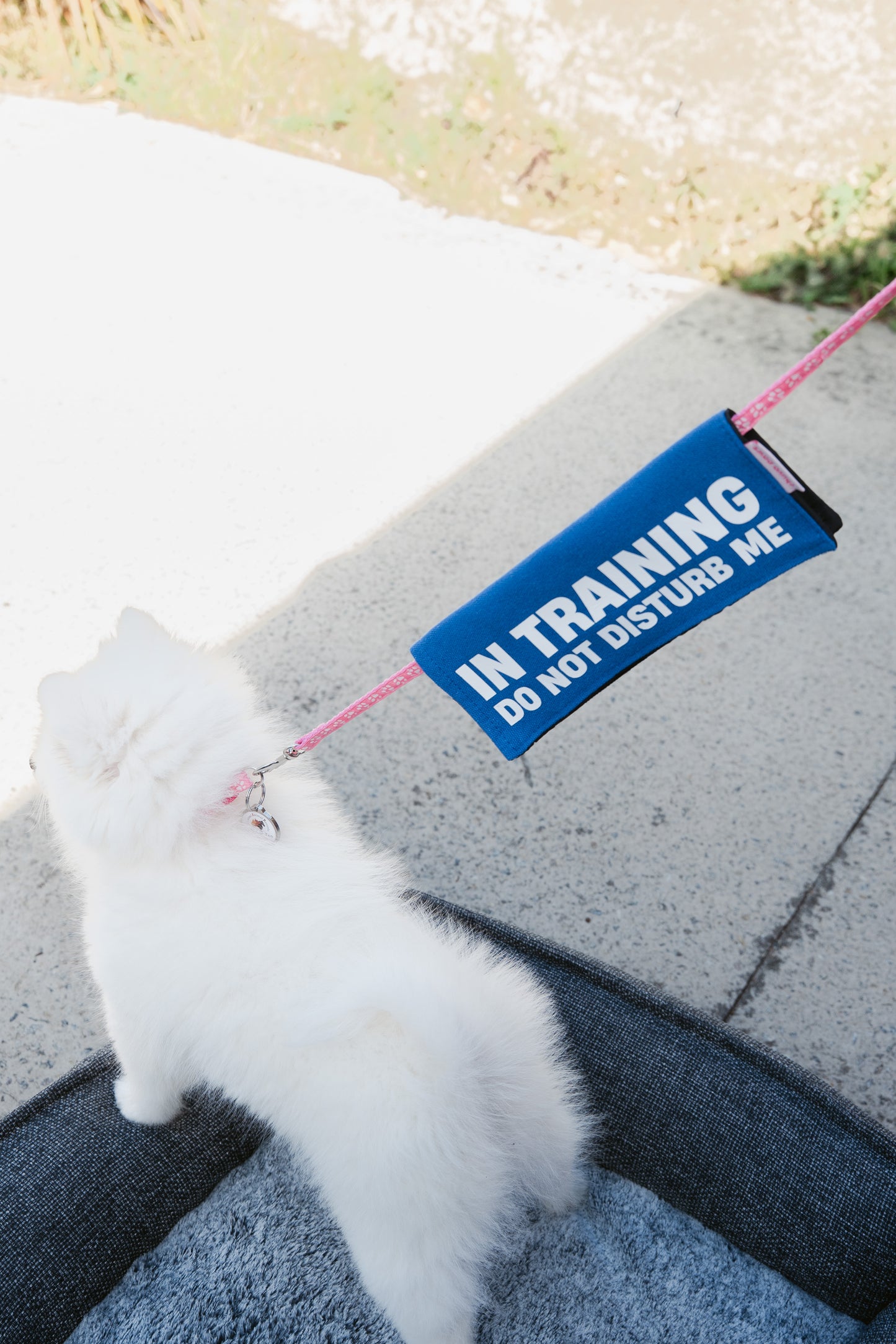 In Training Leash Wrap/Leash Sleeve