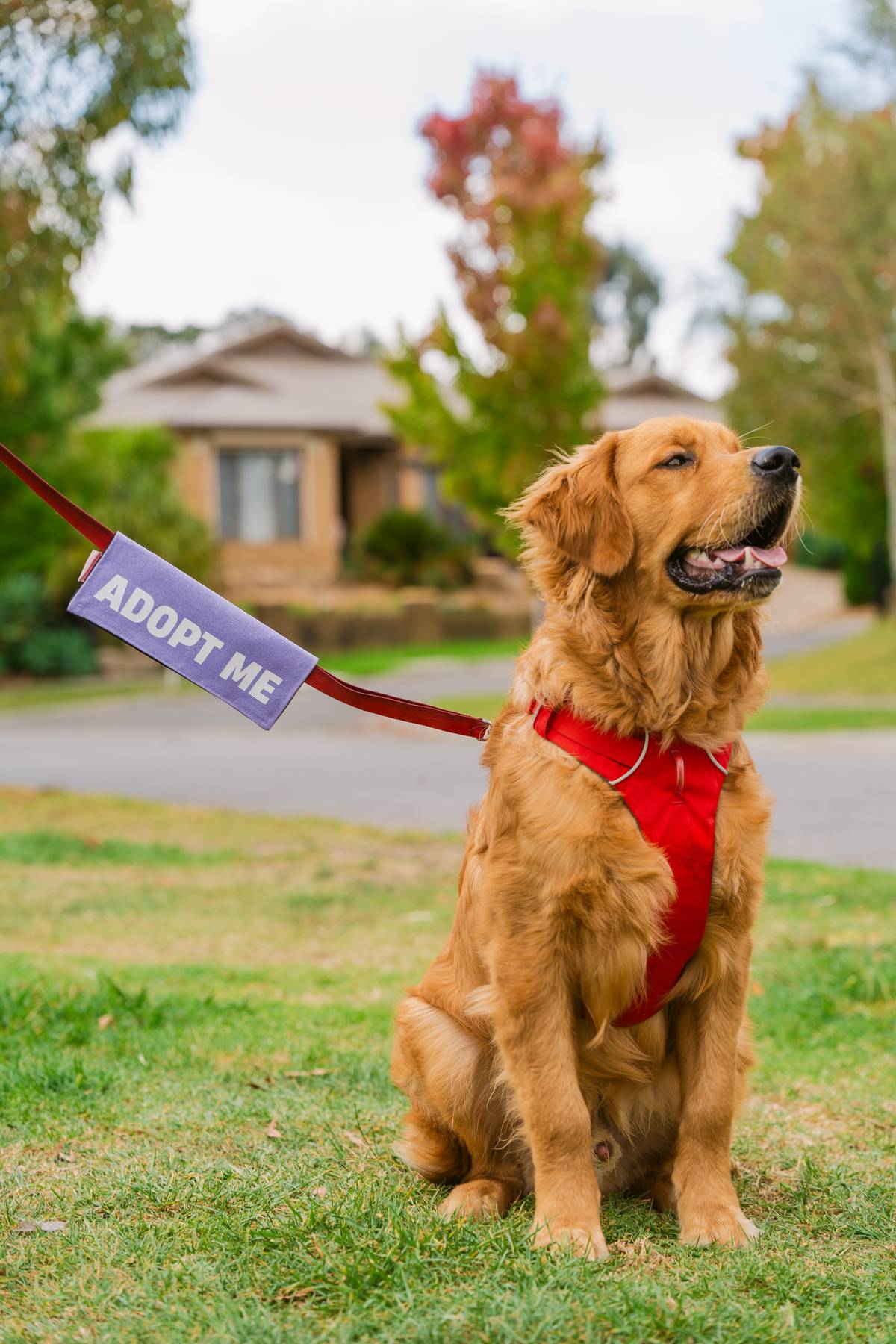 Adopt Me Leash Wrap/Leash Sleeve