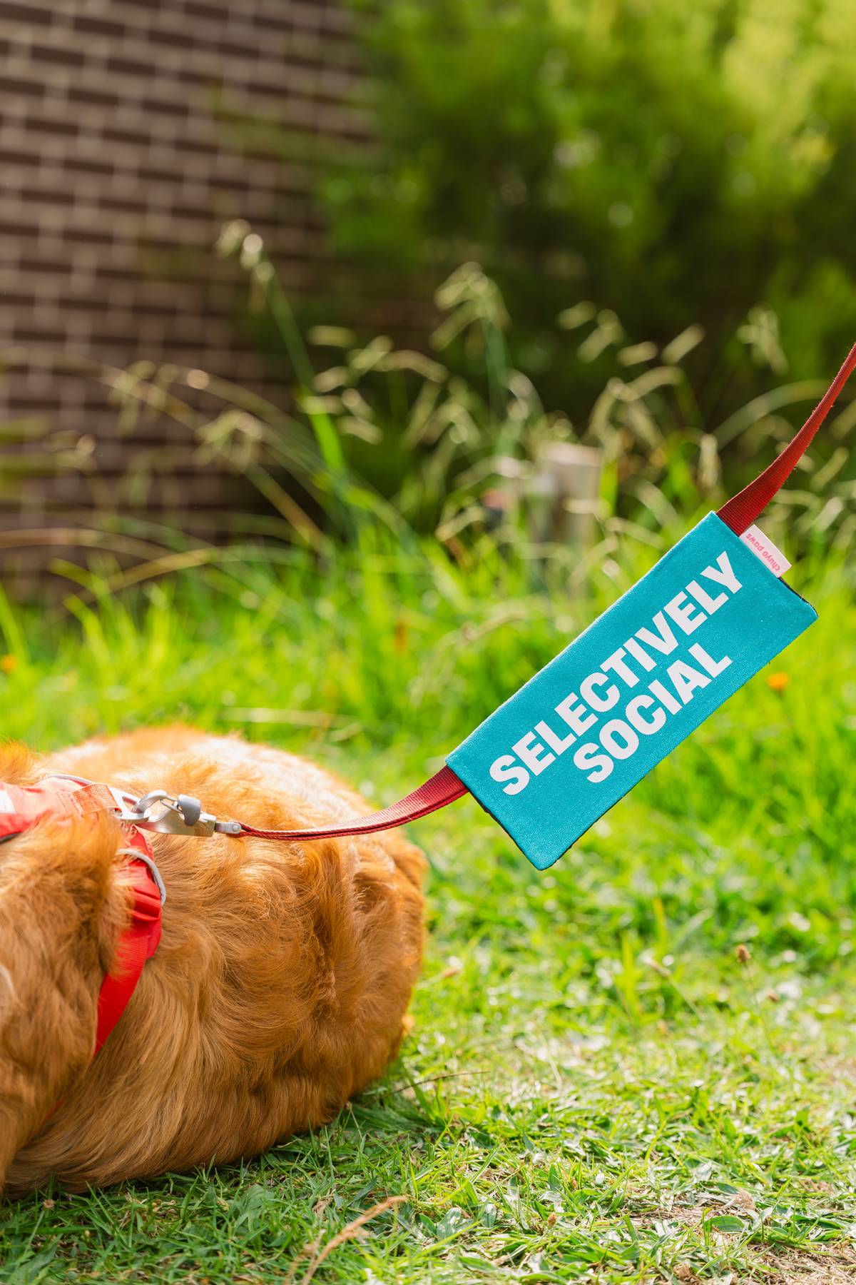 Selectively Social Leash Wrap/Leash Sleeve