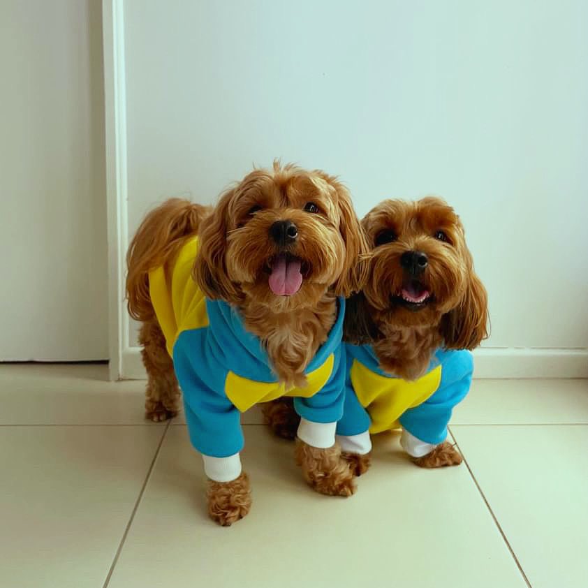 Yellow Hoodie made up of terry cotton brush that keeps your pet warm and cozy.