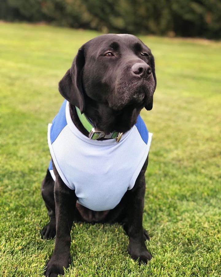 Blue Floof Tees - Dogs and Cats Pet Clothes