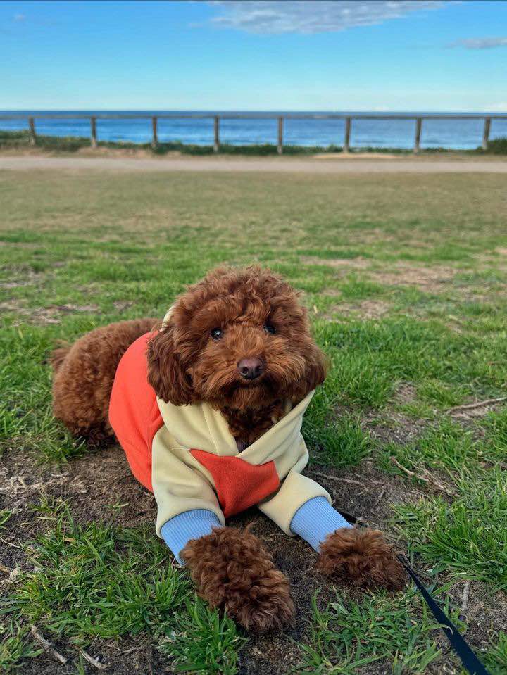 Mellow Orange Dog Hoodie